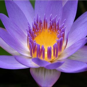 Meet your Posher, Jesica